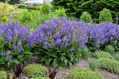 Salvia 'Big Sky' (Garten-Blüten-Salbei)