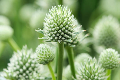 Eryngium yuccifolium  'Magical Silver Globe' Edeldistel