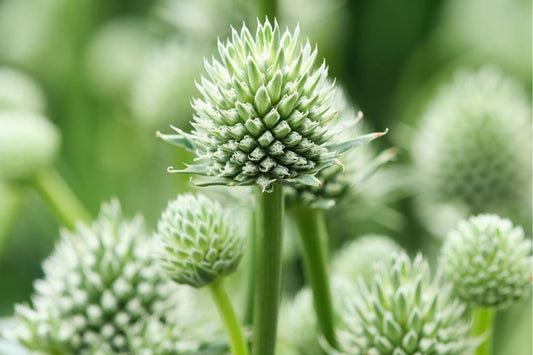 Eryngium yuccifolium  'Magical Silver Globe' Edeldistel