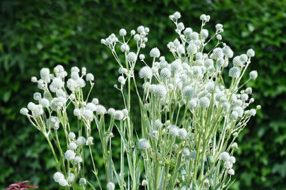 Eryngium yuccifolium  'Magical Silver Globe' (Edeldistel)