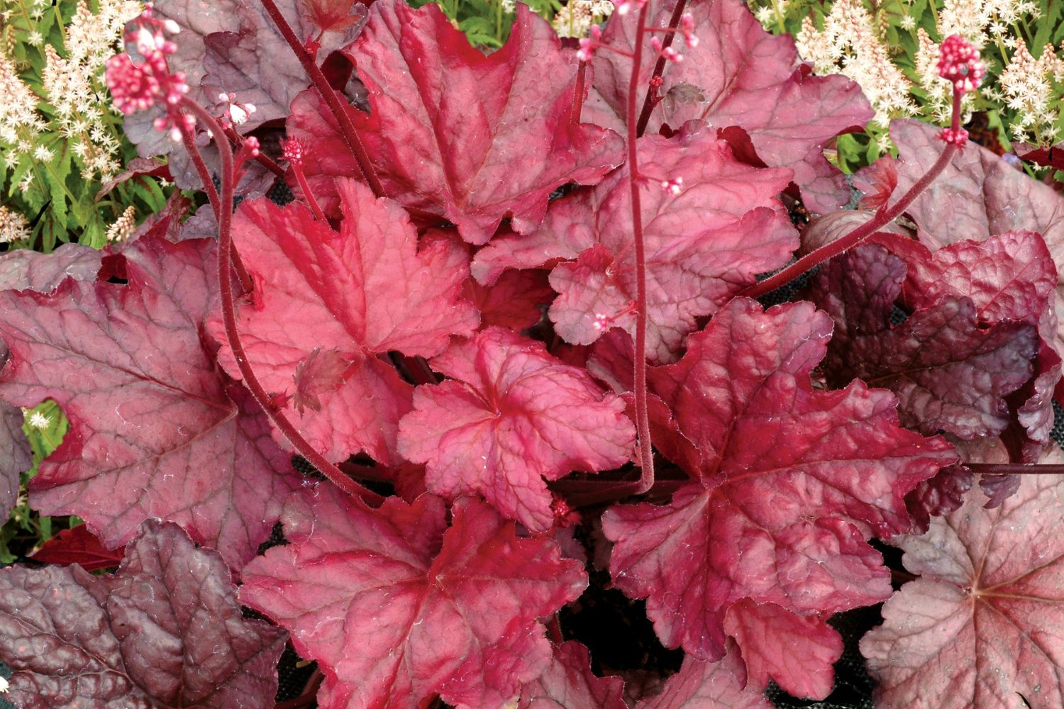 Heuchera 'Fire Chief' Garten-Purpurglöckchen