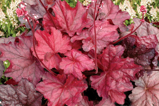 Heuchera 'Fire Chief' Garten-Purpurglöckchen