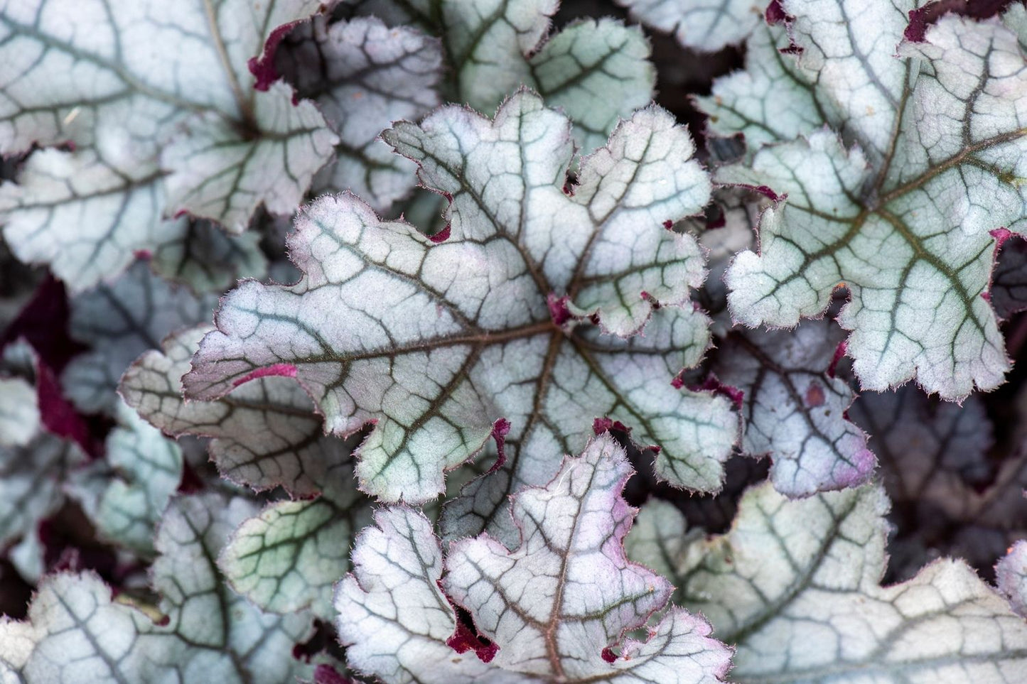 Heuchera Rex® 'Silver' Garten-Purpurglöckchen