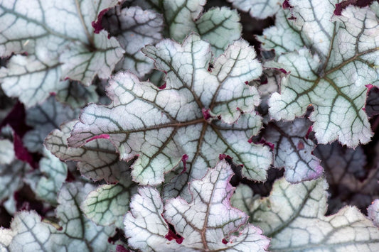 Heuchera Rex® 'Silver' Garten-Purpurglöckchen