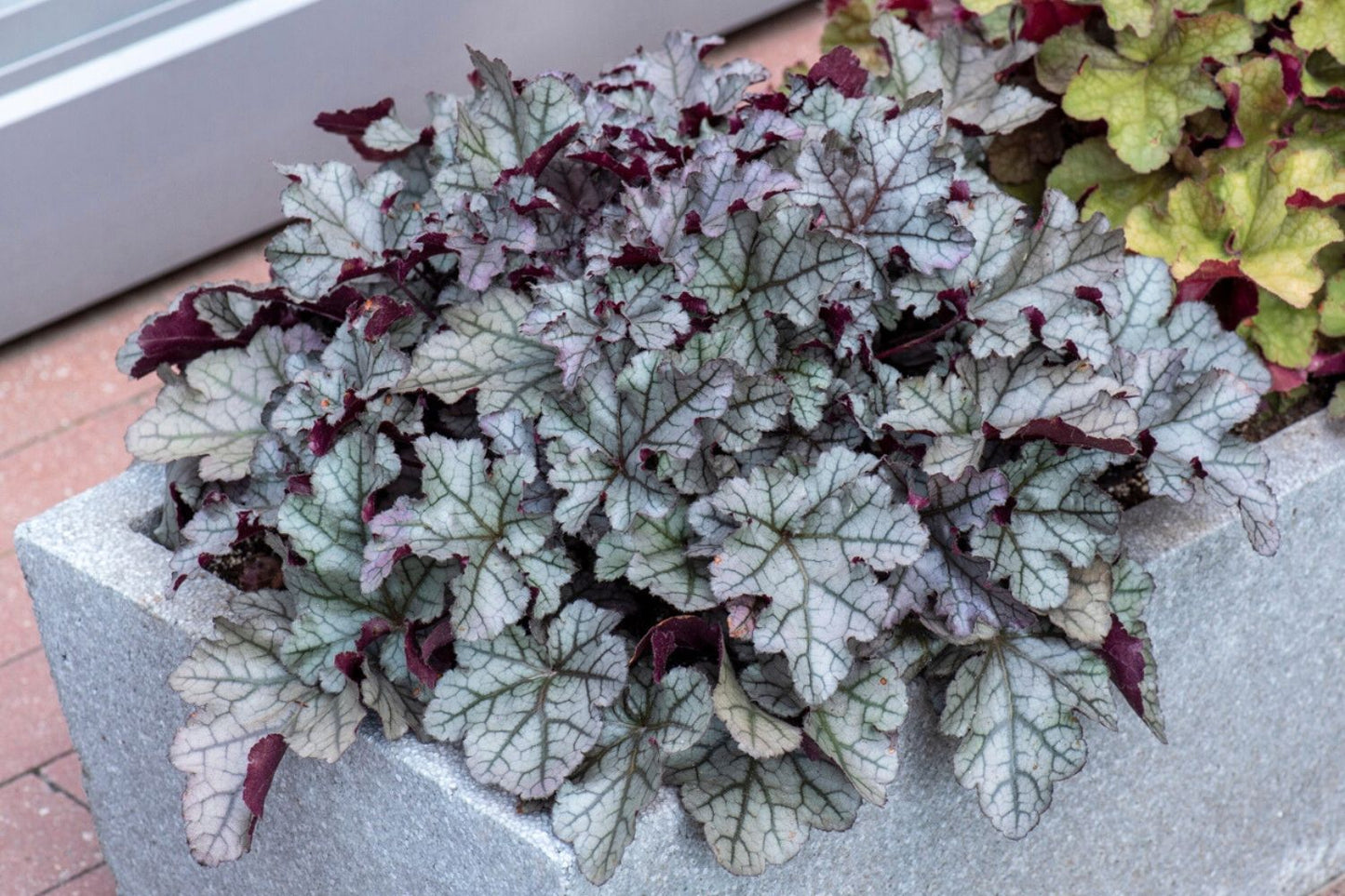 Heuchera Rex® 'Silver' (Garten-Purpurglöckchen)