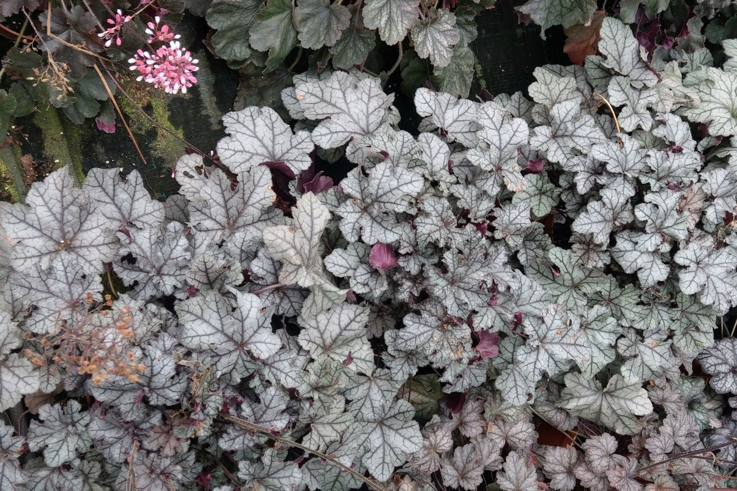 Heuchera Rex® 'Silver' (Garten-Purpurglöckchen)