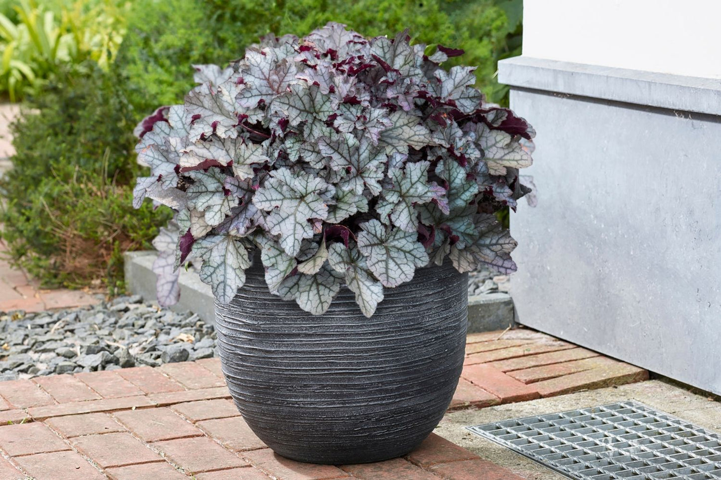 Heuchera Rex® 'Silver' (Garten-Purpurglöckchen)