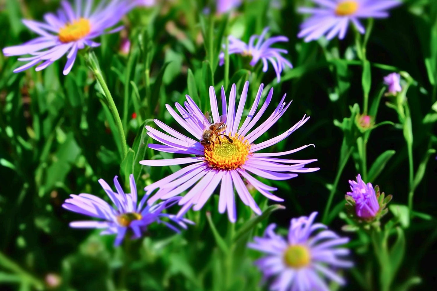 Aster amellus 'Dr. Otto Petschek' Sommeraster