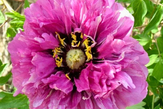 Paeonia rockii 'Qing Si Wan Lv' Strauchpfingstrose 'Schwarze Seide in Strähnen'