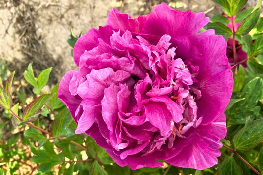Paeonia rockii 'Tao Yuan Sheng Hui' Strauchpfingstrose "Pfirsichgarten des Erblühens"