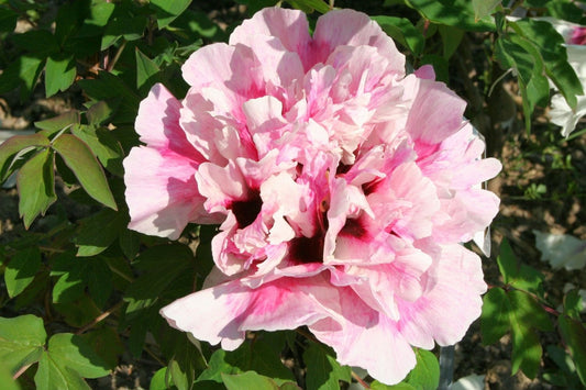 Paeonia rockii 'Hong Xian Nv' Strauchpfingstrose 'Rot-gestreifte Dame'