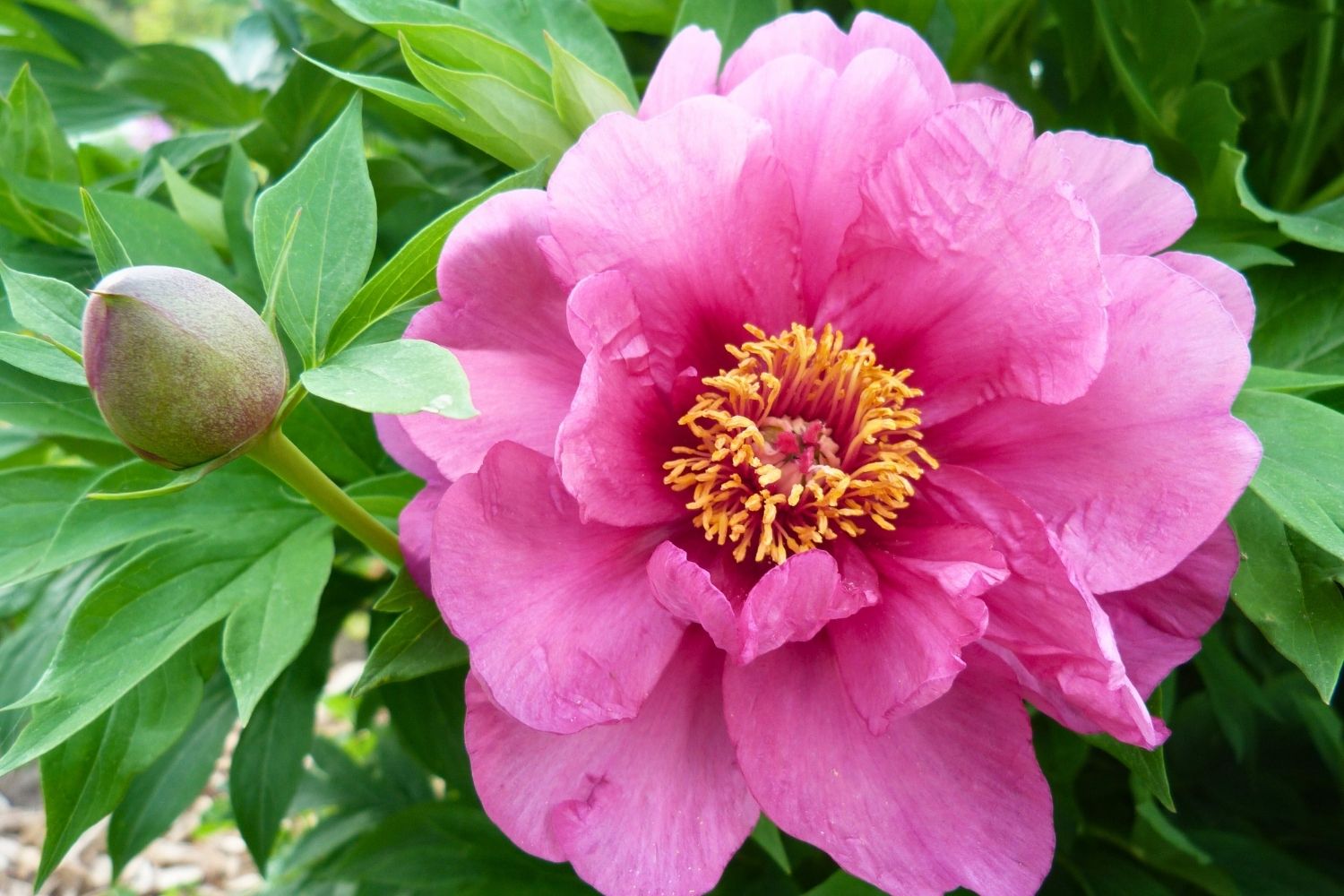 Paeonia Itoh-Hybride 'Sonoma Amethyst' Intersektionelle Pfingstrose