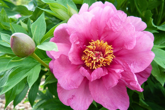 Paeonia Itoh-Hybride 'Sonoma Amethyst' Intersektionelle Pfingstrose