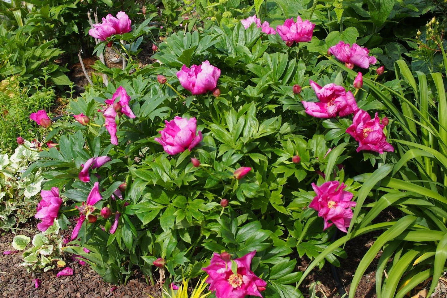 Paeonia Itoh-Hybride 'Sonoma Amethyst' (Intersektionelle Pfingstrose)