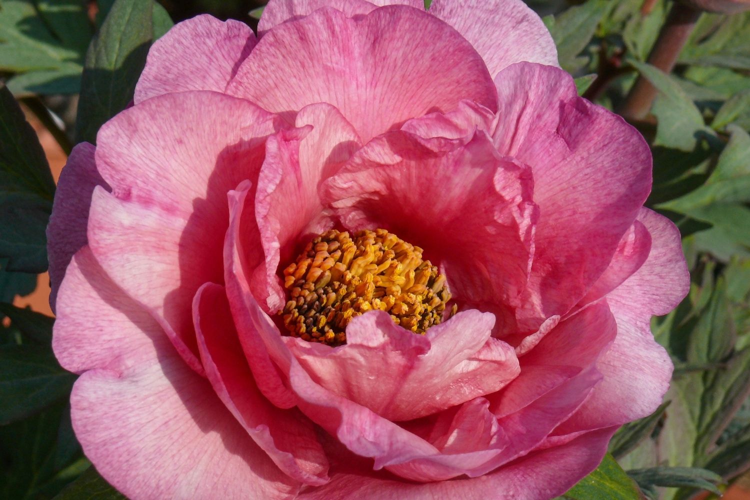 Paeonia Itoh-Hybride 'Pink Fairy' Intersektionelle Pfingstrose