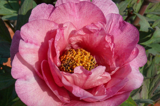 Paeonia Itoh-Hybride 'Pink Fairy' Intersektionelle Pfingstrose