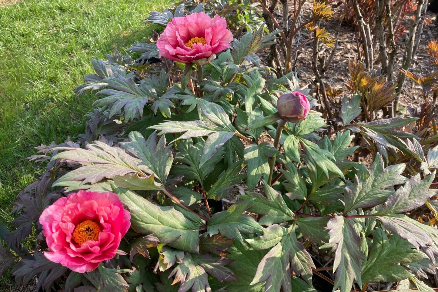 Paeonia Itoh-Hybride 'Pink Fairy' (Intersektionelle Pfingstrose)