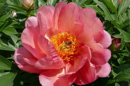 Paeonia Itoh-Hybride 'Magical Mystery Tour' Intersektionelle Pfingstrose