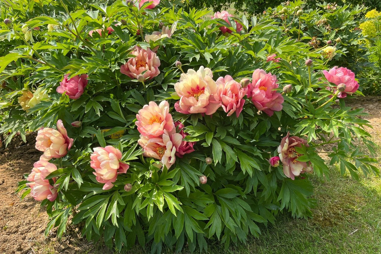 Paeonia Itoh-Hybride 'Magical Mystery Tour' (Intersektionelle Pfingstrose)