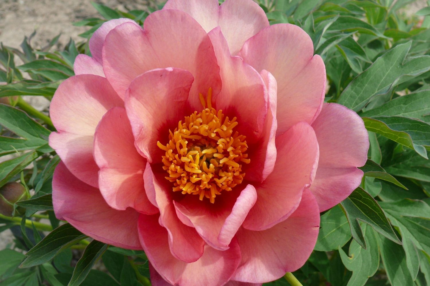 Paeonia Itoh-Hybride 'Magical Mystery Tour' (Intersektionelle Pfingstrose)