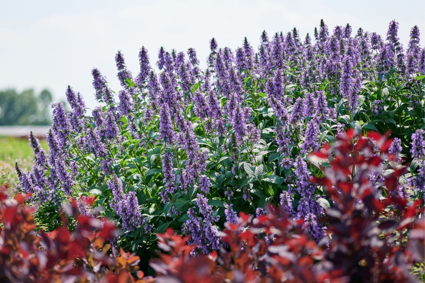 Nepeta 'Magical Mr. Blue Sky' Großblumige Katzenminze