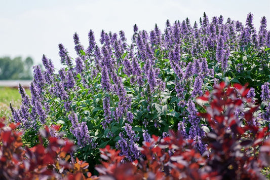 Nepeta 'Magical Mr. Blue Sky' Großblumige Katzenminze