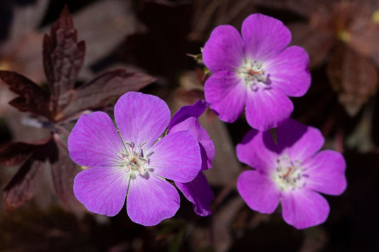 Geranium maculatum 'Stormy Night' Gefleckter Storchschnabel