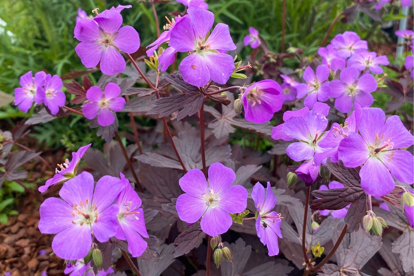 Geranium maculatum 'Stormy Night' (Gefleckter Storchschnabel)