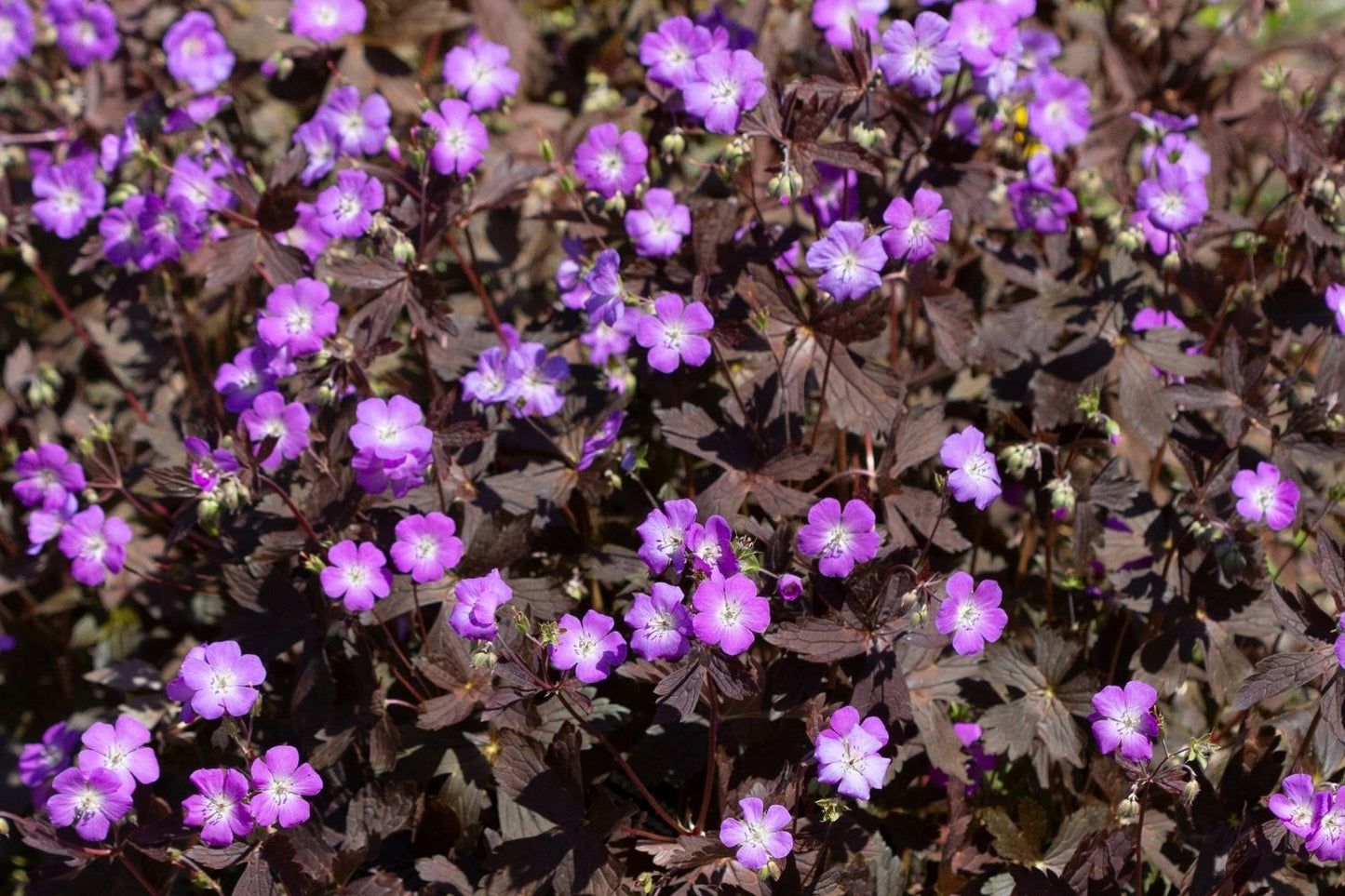 Geranium maculatum 'Stormy Night' (Gefleckter Storchschnabel)
