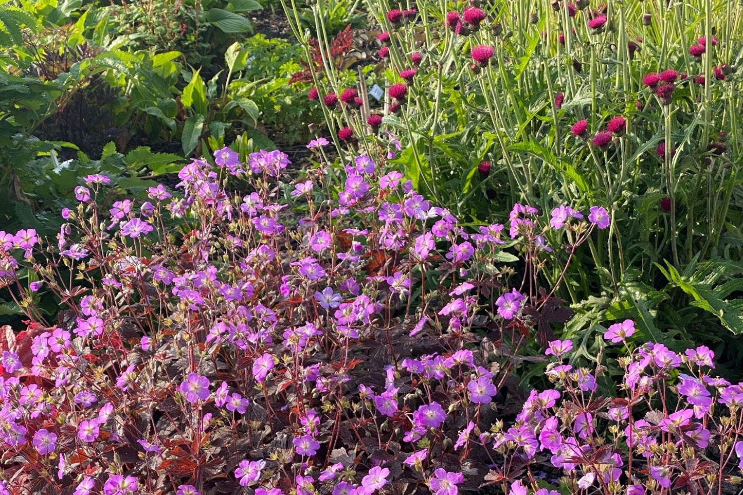 Geranium maculatum 'Stormy Night' (Gefleckter Storchschnabel)