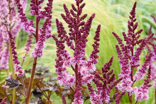 Astilbe 'Dark Side of the Moon' Prachtspiere