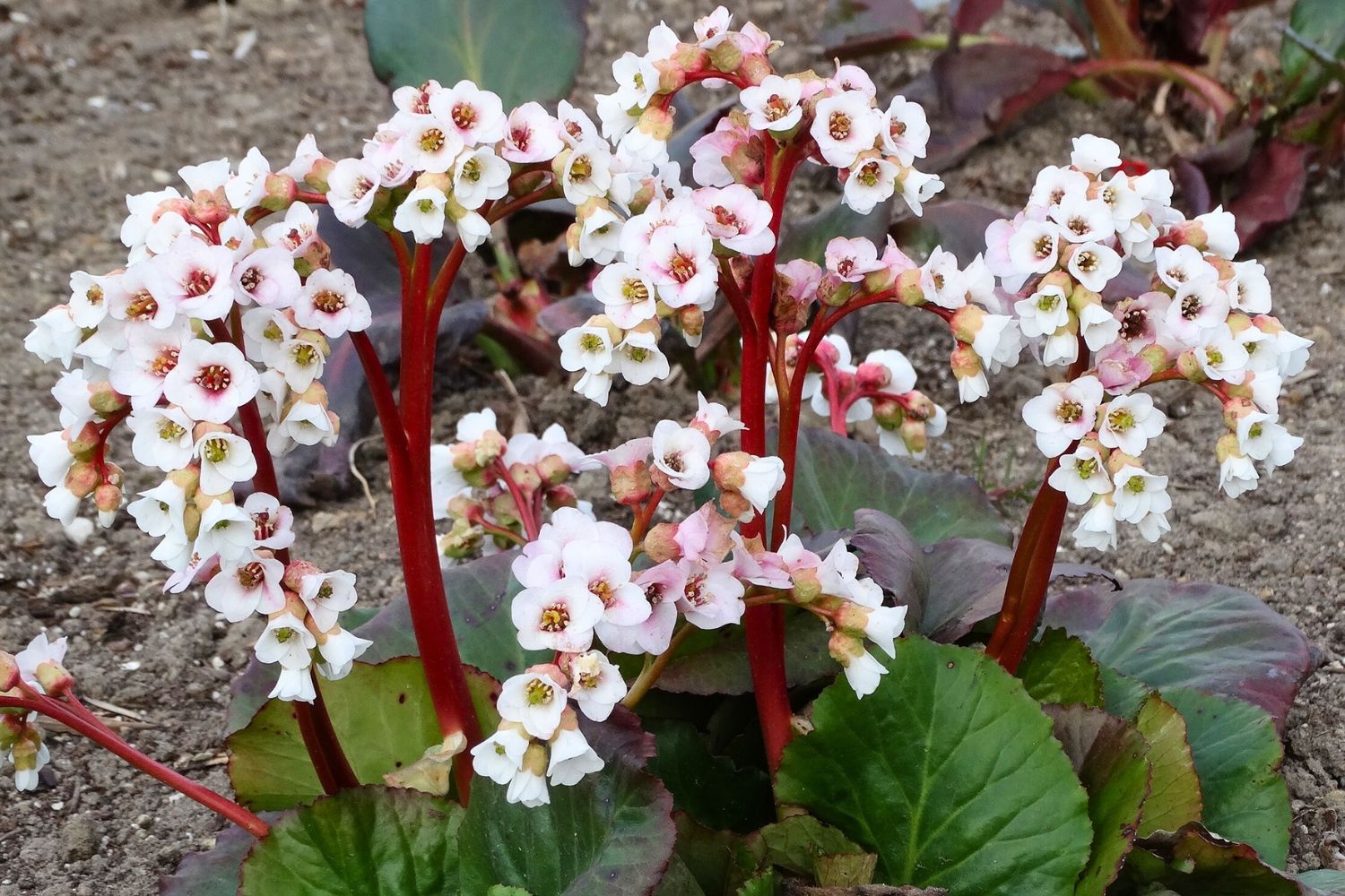 Bergenia cordifolia 'Jelle' Bergenie