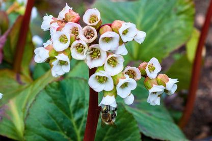 Bergenia cordifolia 'Jelle' (Bergenie)