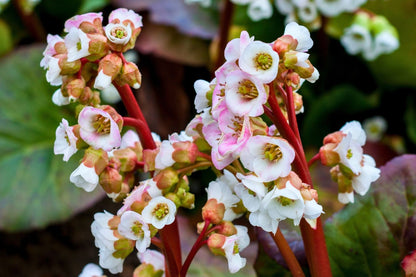 Bergenia cordifolia 'Jelle' (Bergenie)
