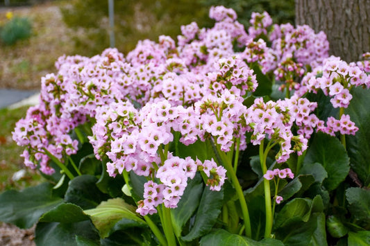 Bergenia 'Fairytale Romance' Garten-Bergenie