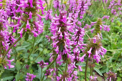 Stachys officinalis 'Summer Grapes' Echte Betonie 'Summer Grapes'