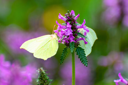 Stachys officinalis 'Summer Grapes' (Echte Betonie 'Summer Grapes')
