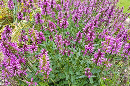 Stachys officinalis 'Summer Grapes' (Echte Betonie 'Summer Grapes')