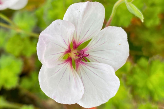 Geranium 'Coombland White' Storchschnabel