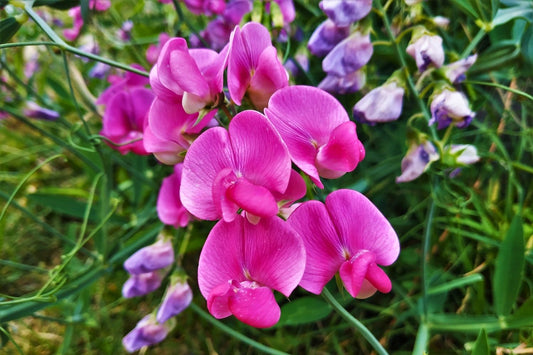 Lathyrus latifolius 'Rote Perle' Platterbse | Gartenwicke