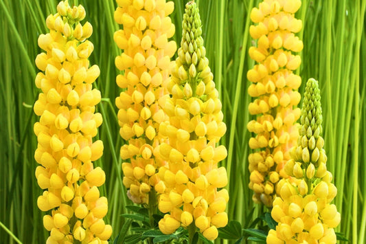 Lupinus polyphyllus 'Desert Sun' Garten-Lupine
