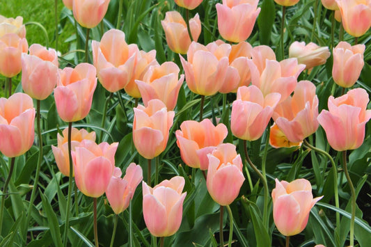 Tulipa 'Apricot Beauty' Einfache frühe Tulpe