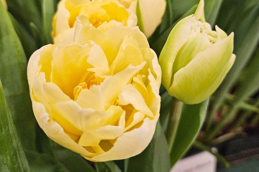 Tulipa 'Verona' Pfingstrosen-Tulpe