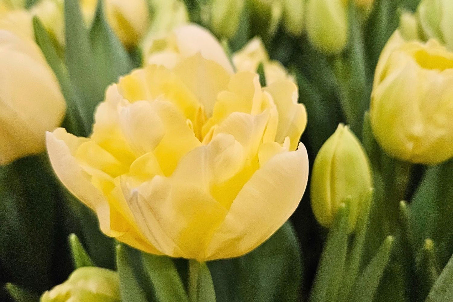 Tulipa 'Verona' (Pfingstrosen-Tulpe)