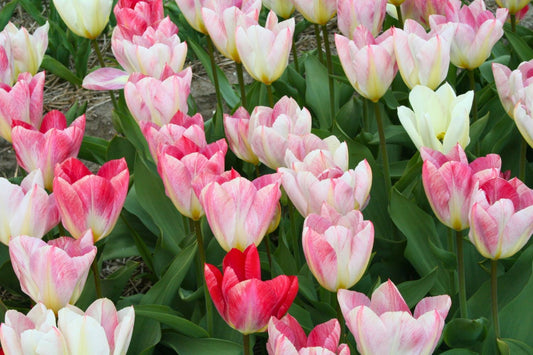 Tulipa fosteriana 'Flaming Purissima' Fosteriana-Tulpe