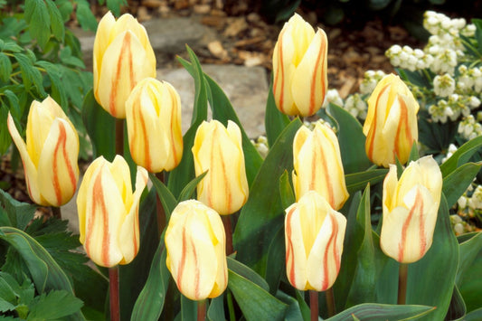 Tulipa greigii 'White Fire' Greig-Tulpe