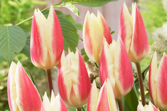 Tulipa kaufmanniana 'Hope' Seerosen-Tulpe