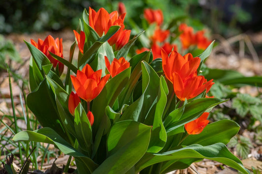 Tulipa praestans 'Füsilier' Mehrblütige Tulpe