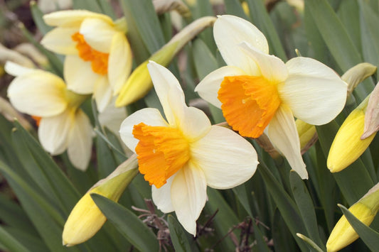 Narcissus 'Salome' Großkronige Narzisse
