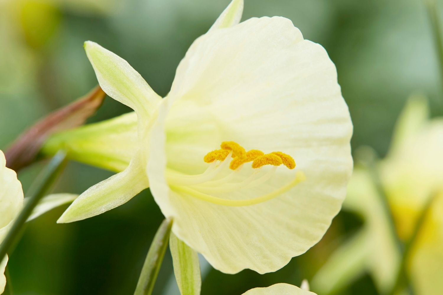 Narcissus bulbocodium 'Arctic Bells' Reifrock-Narzisse